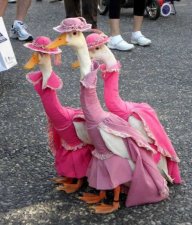 Seksygoose