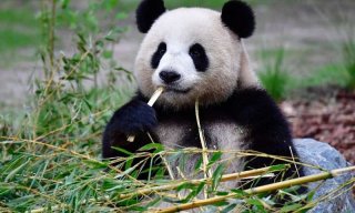 Pandaqt